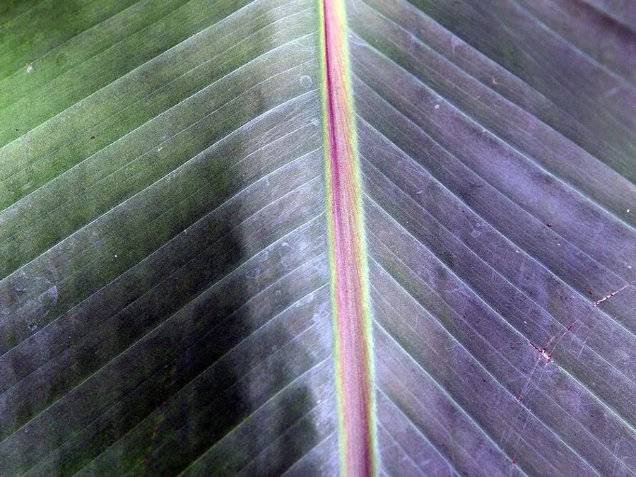 Abaca & Raffia Fibre — abaca