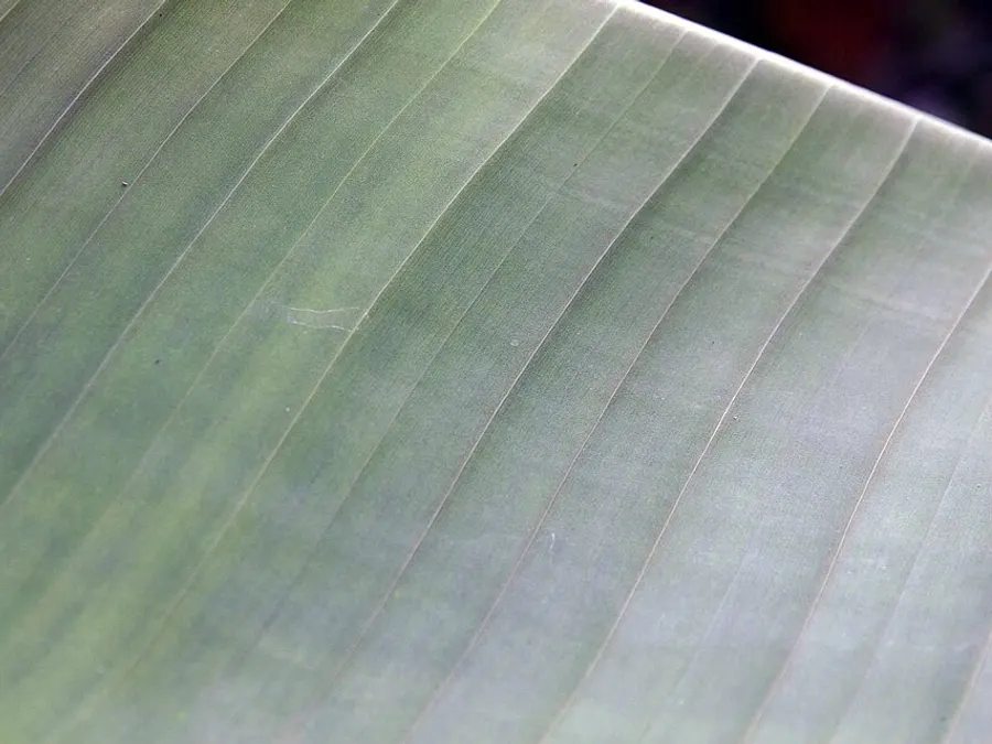 Abaca & Raffia Fibre — abaca