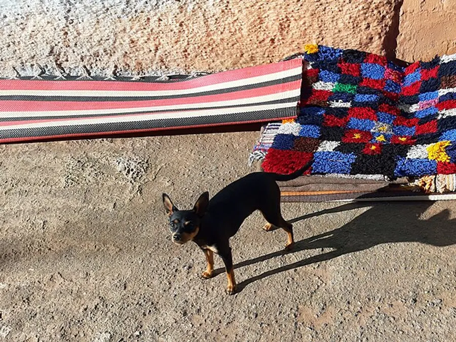 Berber Rugs — Berber carpet Morocco
