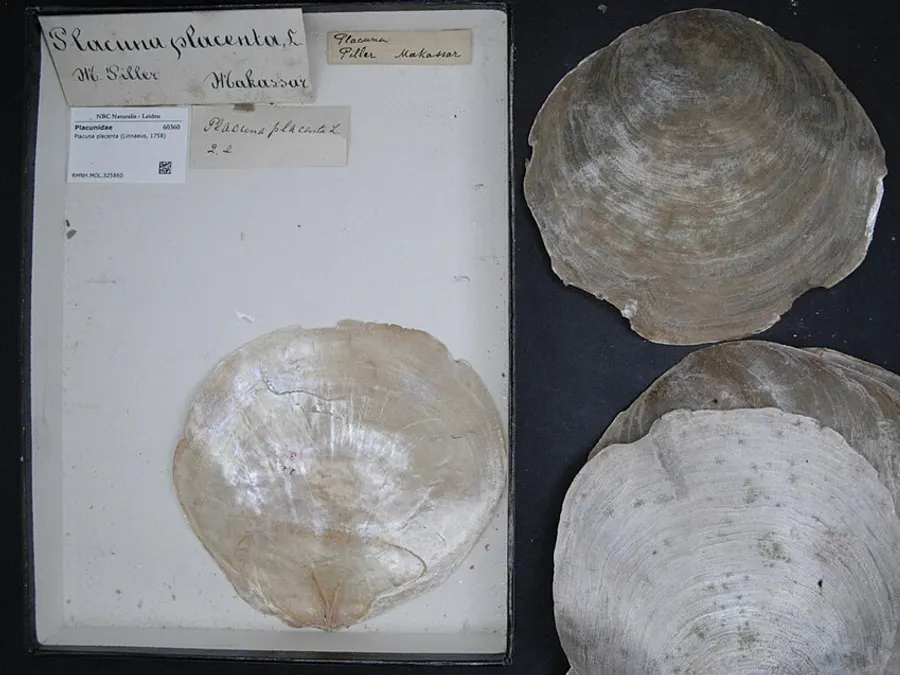Capiz Shell Craft — Placuna placenta shell