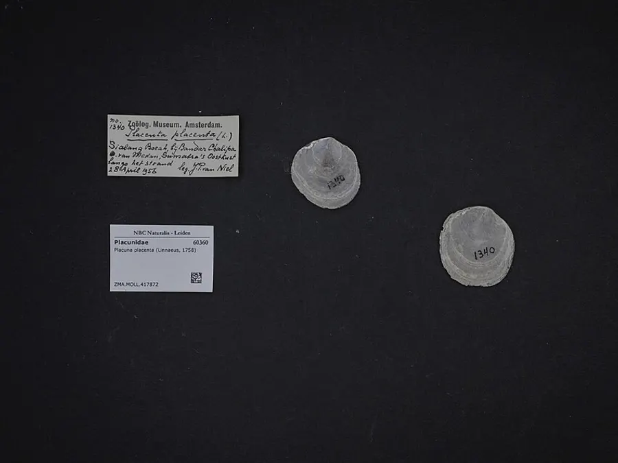 Capiz Shell Craft — Placuna placenta shell