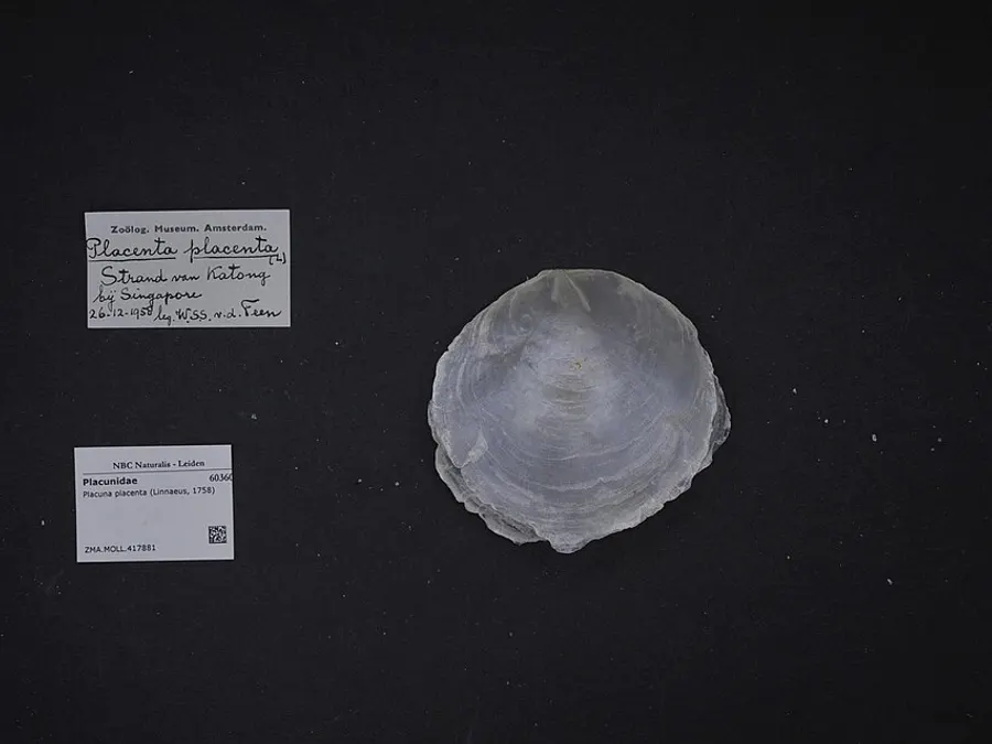 Capiz Shell Craft — Placuna placenta shell