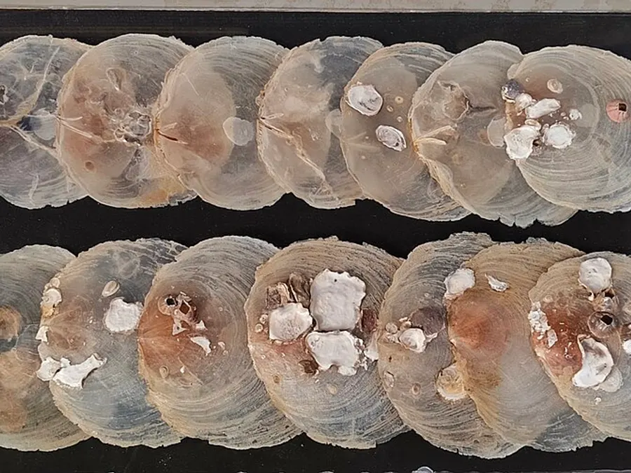 Capiz Shell Craft — Placuna placenta shell