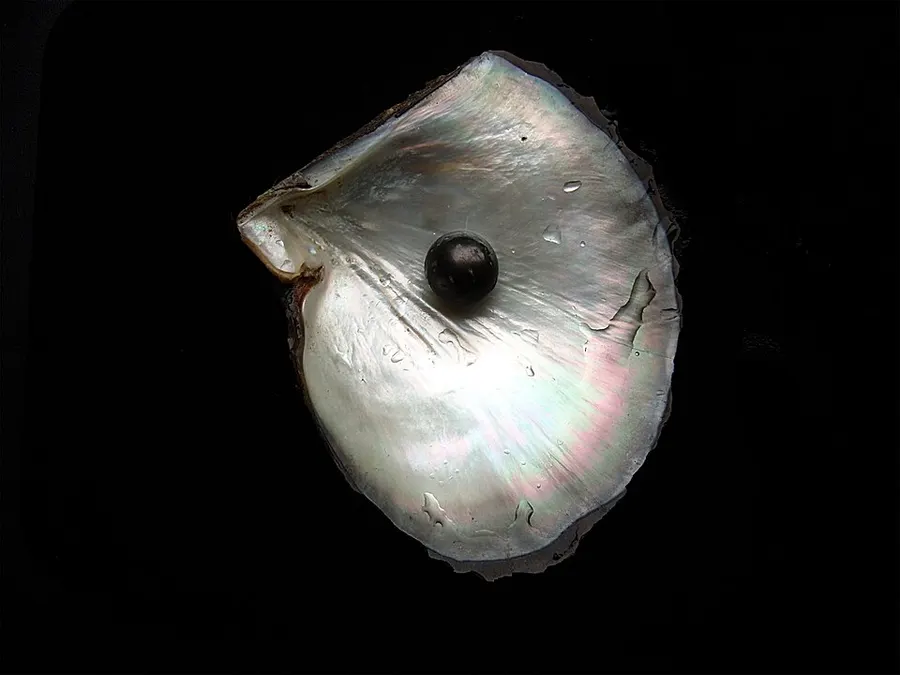 Pearl & Shell Jewellery — pearl shell jewellery