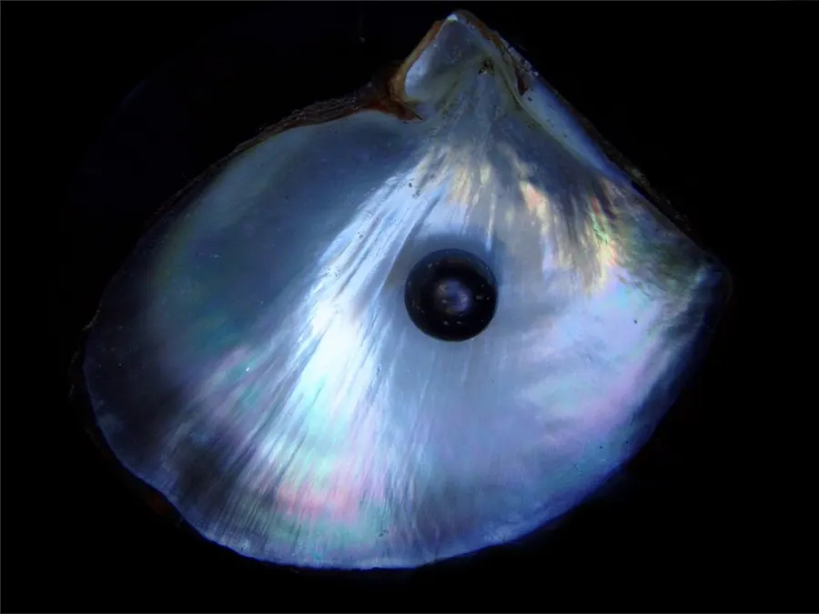Pearl & Shell Jewellery — pearl shell jewellery
